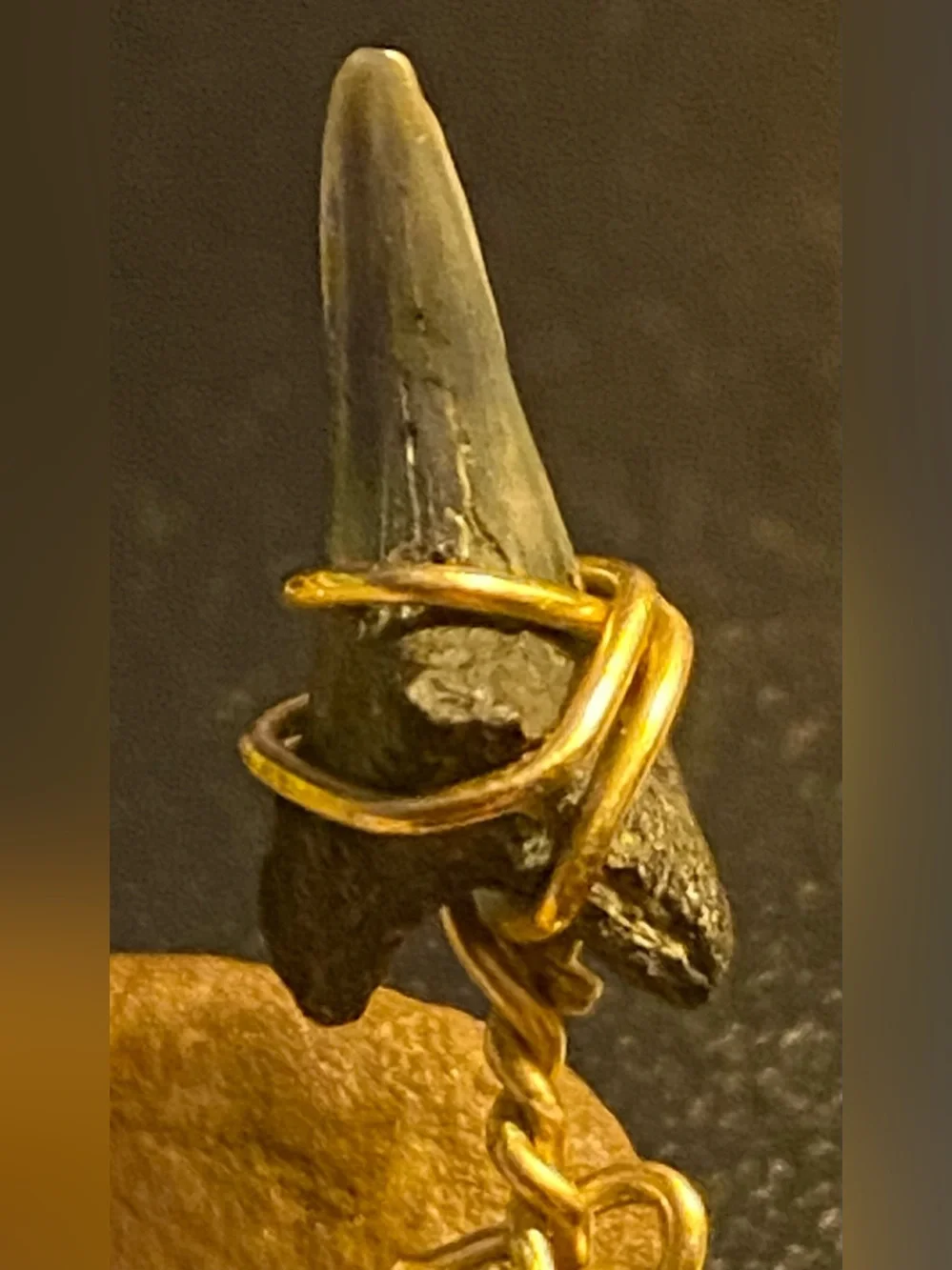 Fossilized Megalodon Shark Tooth Pendant Very Rare.